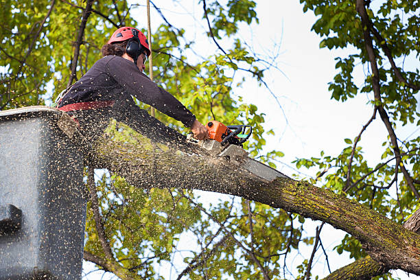 Best Tree Maintenance Programs  in Fruitvale, CO